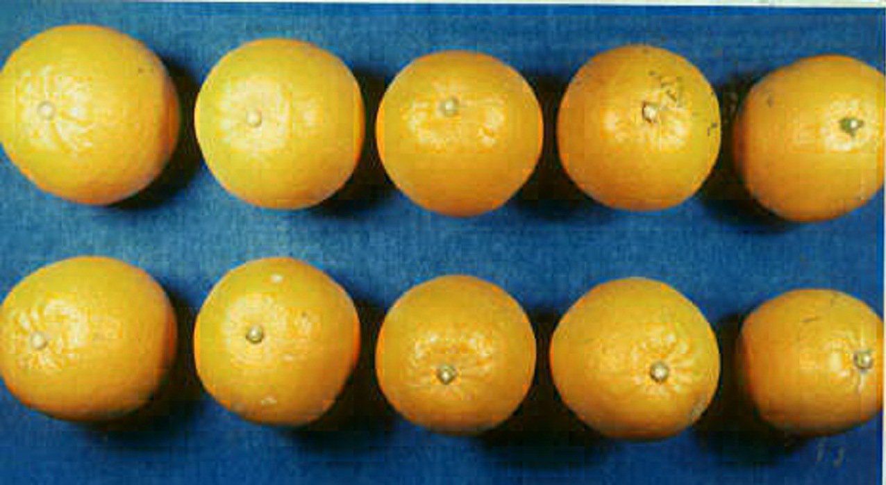 树体 (MAFF, Japan)