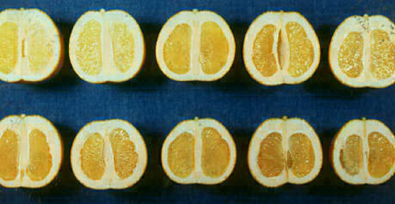 果实 (MAFF, Japan)