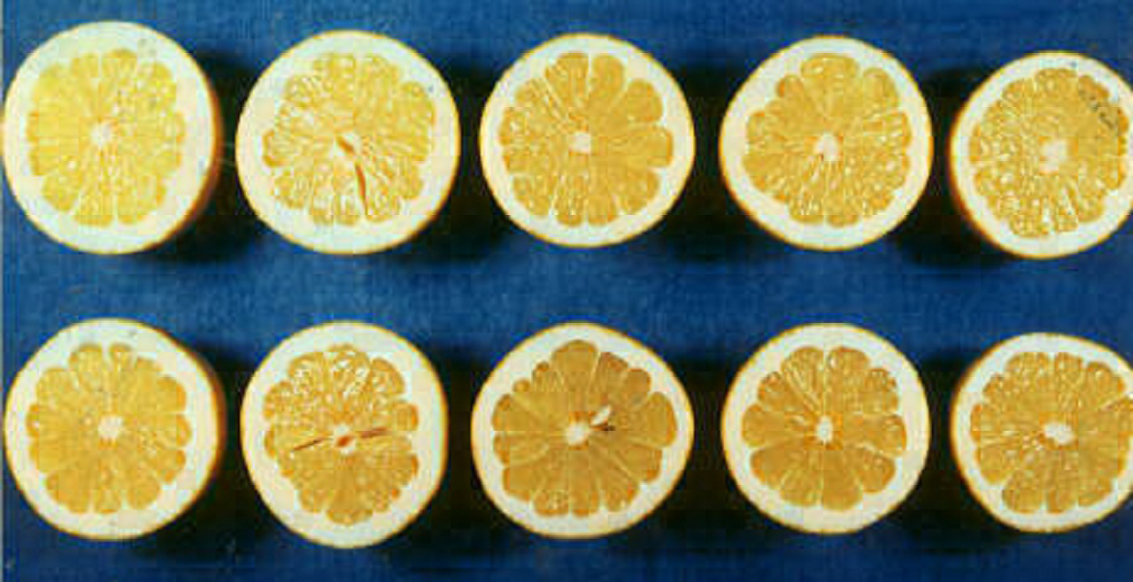 果实 (MAFF, Japan)