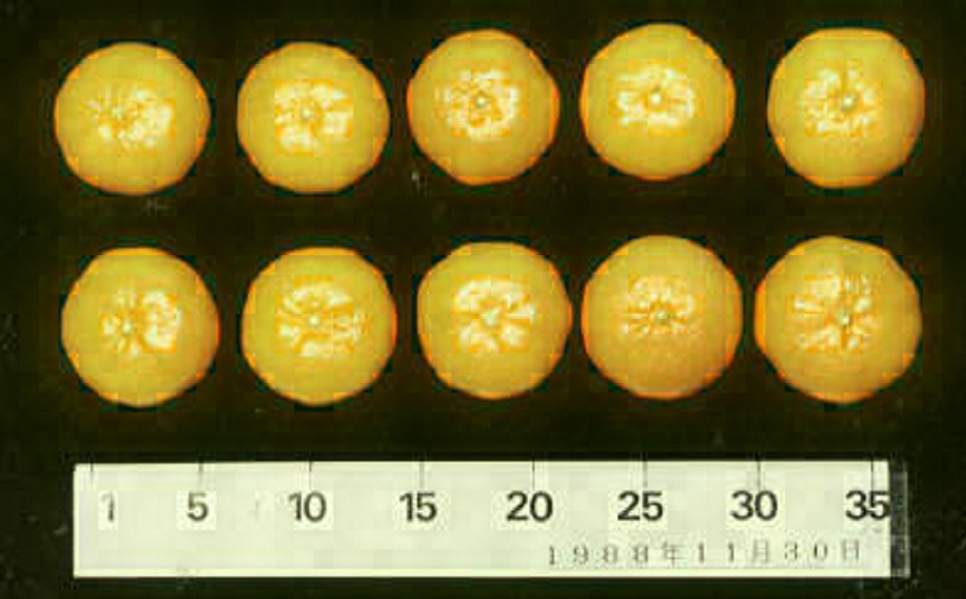 树体 (MAFF, Japan)