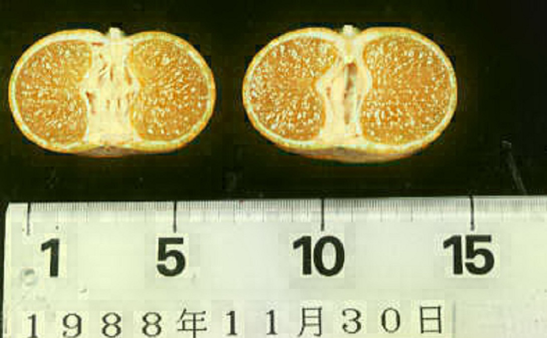 果实 (MAFF, Japan)