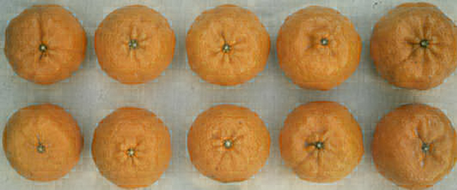 树体 (MAFF, Japan)