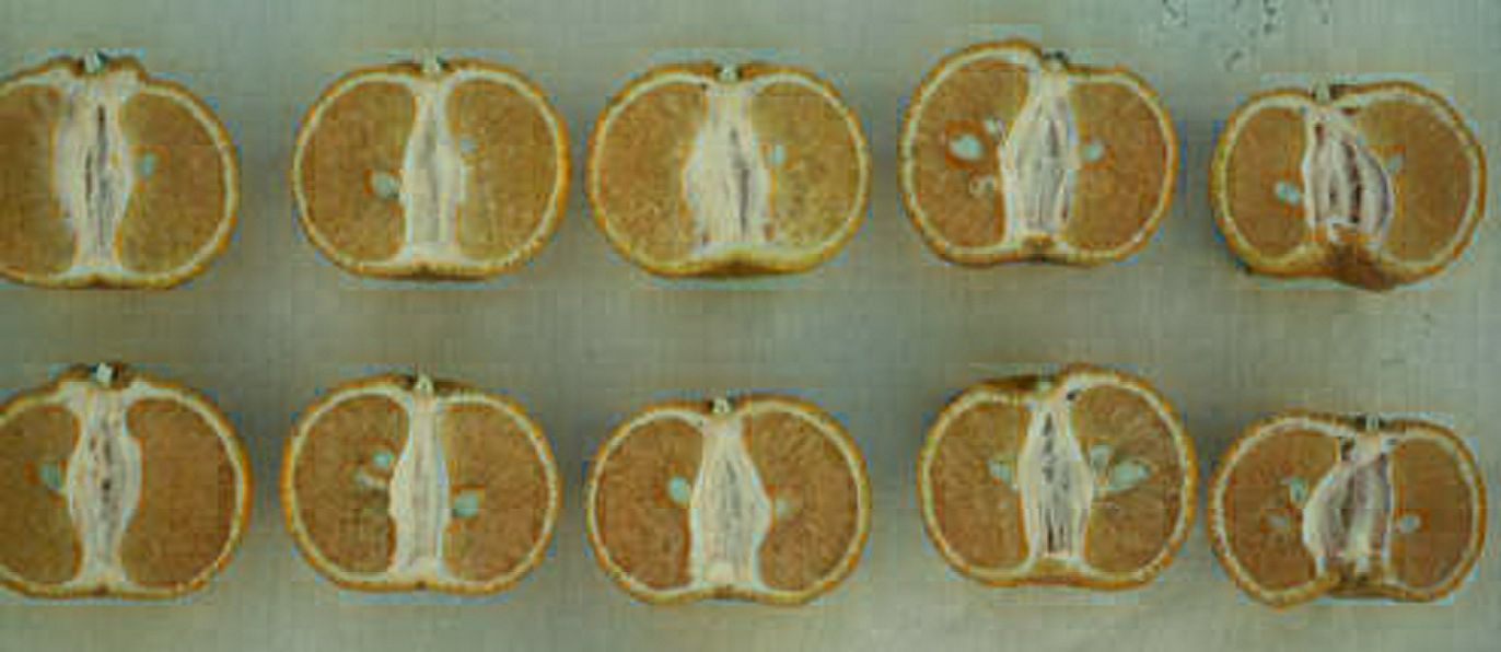 果实 (MAFF, Japan)