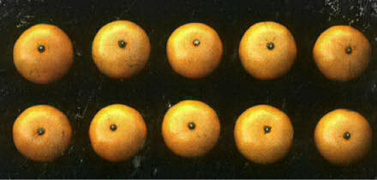 树体 (MAFF, Japan)