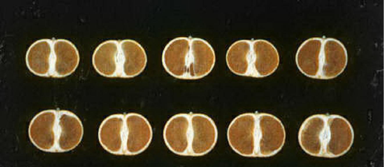 果实 (MAFF, Japan)