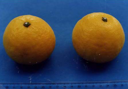 树体 (MAFF, Japan)