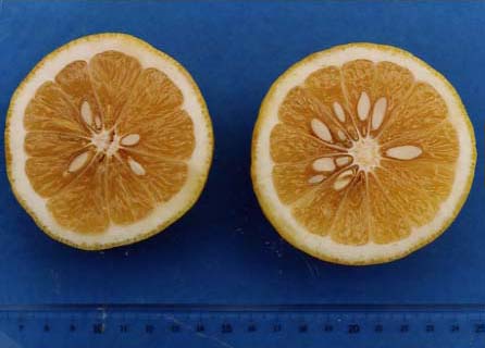 果实 (MAFF, Japan)