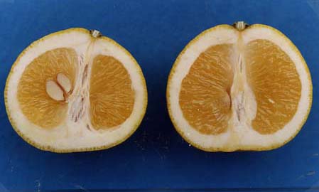 果实 (MAFF, Japan)