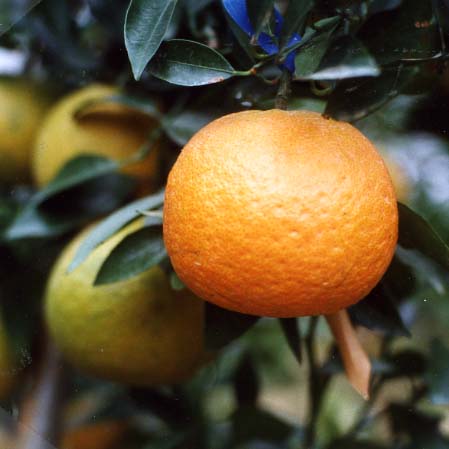 树体 (MAFF, Japan)