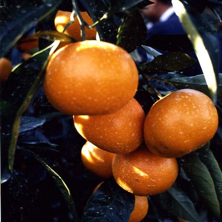 树体 (MAFF, Japan)