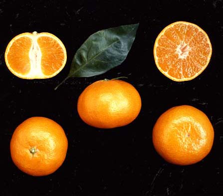 果实 (MAFF, Japan)