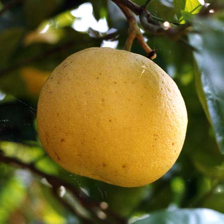 树体 (MAFF, Japan)