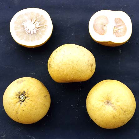 果实 (MAFF, Japan)