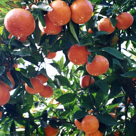 树体 (MAFF, Japan)