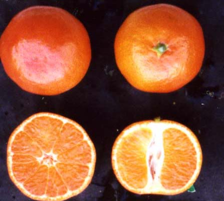 果实 (MAFF, Japan)