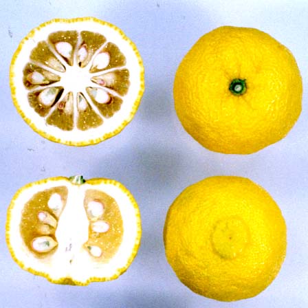 树体 (MAFF, Japan)