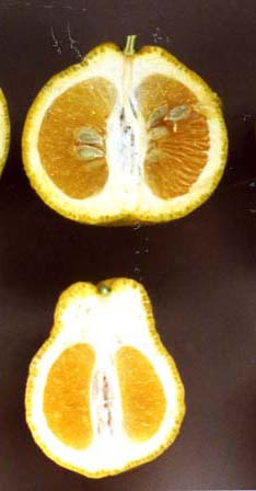 树体 (MAFF, Japan)