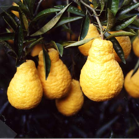 果实 (MAFF, Japan)