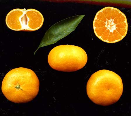 树体 (MAFF, Japan)