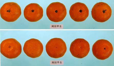 树体 (MAFF, Japan)