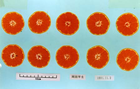 果实 (MAFF, Japan)