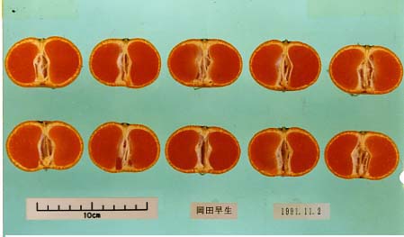 果实 (MAFF, Japan)