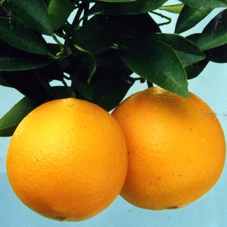 树体 (MAFF, Japan)