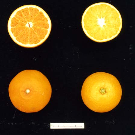 果实 (MAFF, Japan)