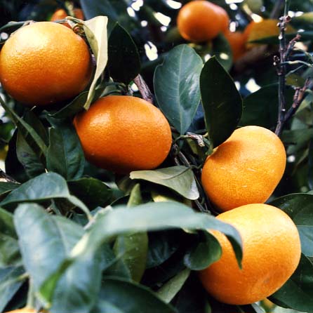 树体 (MAFF, Japan)