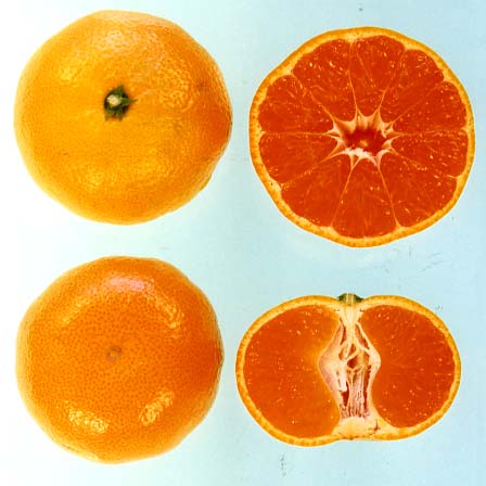 果实 (MAFF, Japan)