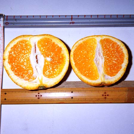 树体 (MAFF, Japan)