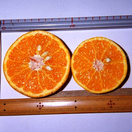 果实 (MAFF, Japan)