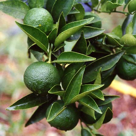 树体 (MAFF, Japan)