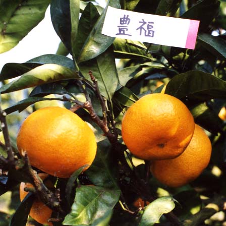 树体 (MAFF, Japan)