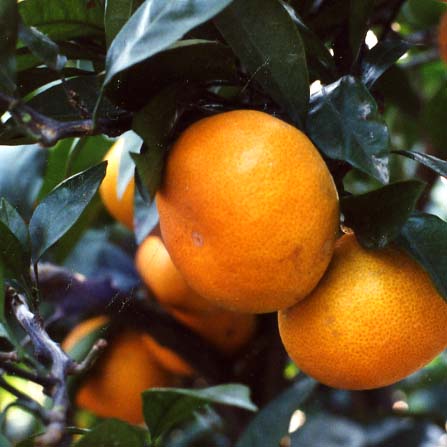 树体 (MAFF, Japan)