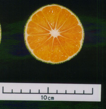 树体 (MAFF, Japan)