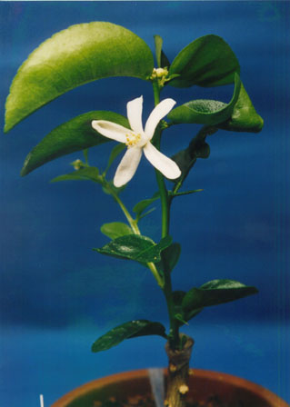 树体 (MAFF, Japan)