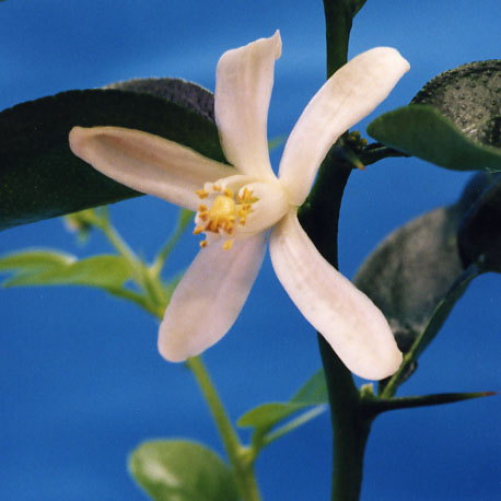 果实 (MAFF, Japan)