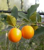 果实 (MAFF, Japan)