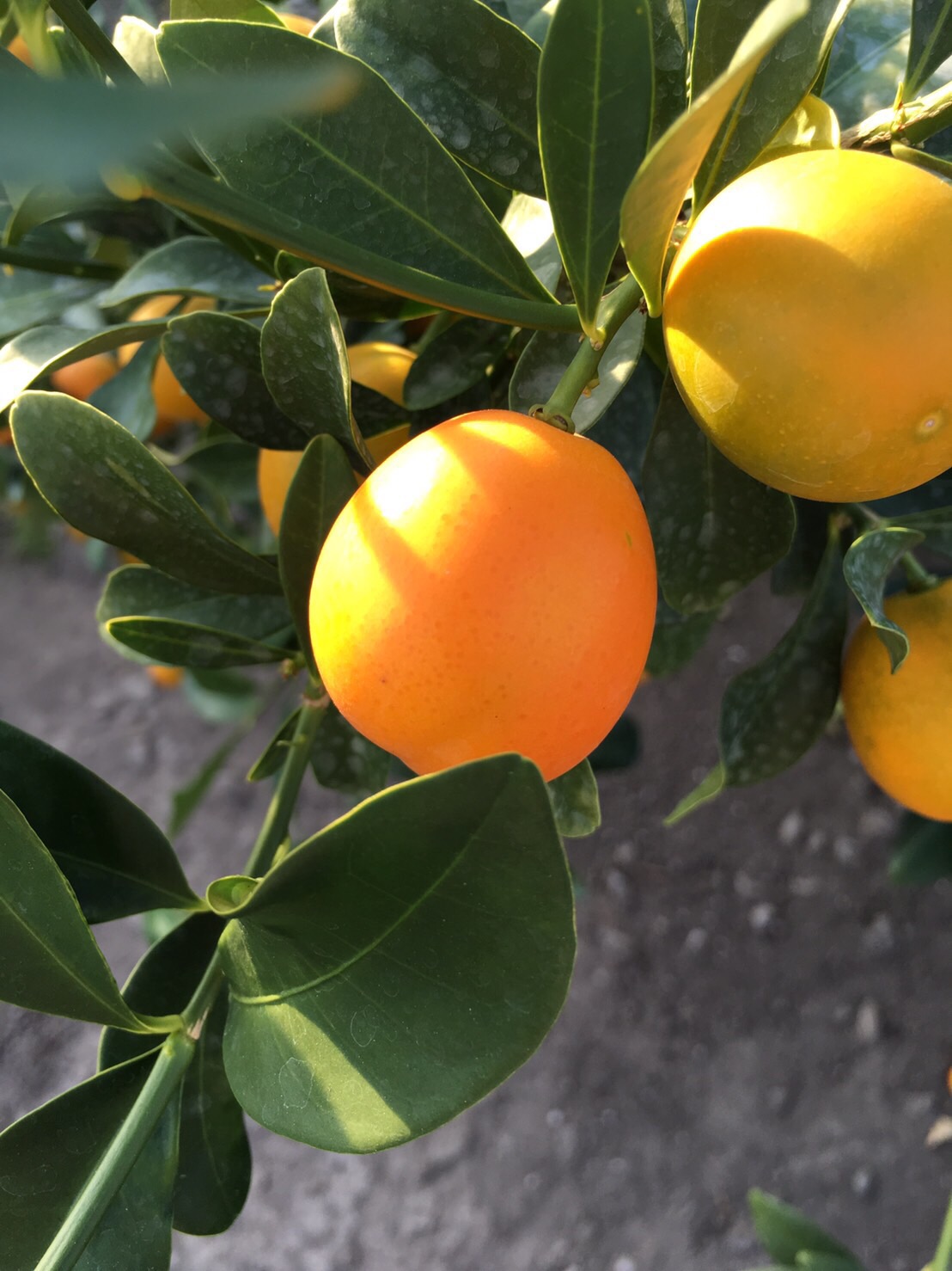 果实 (MAFF, Japan)