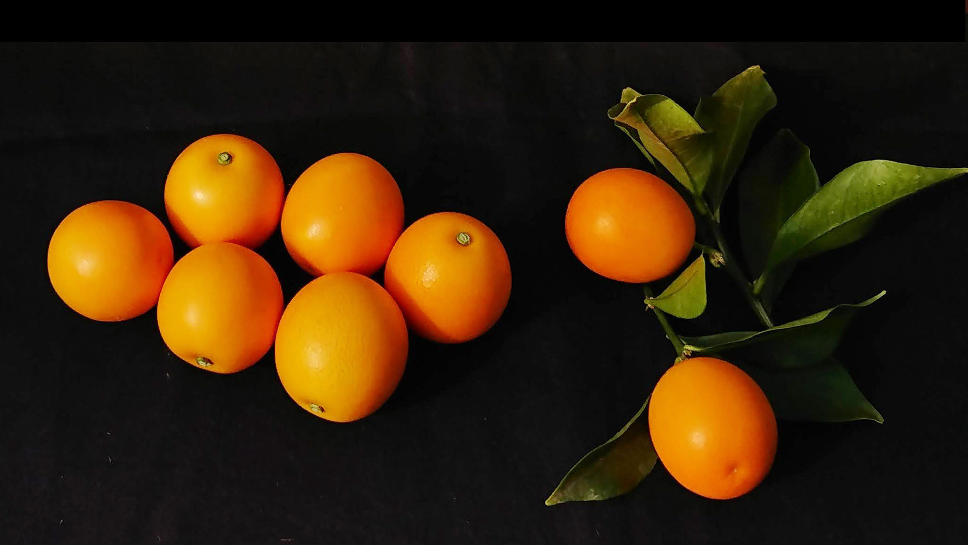 树体 (MAFF, Japan)