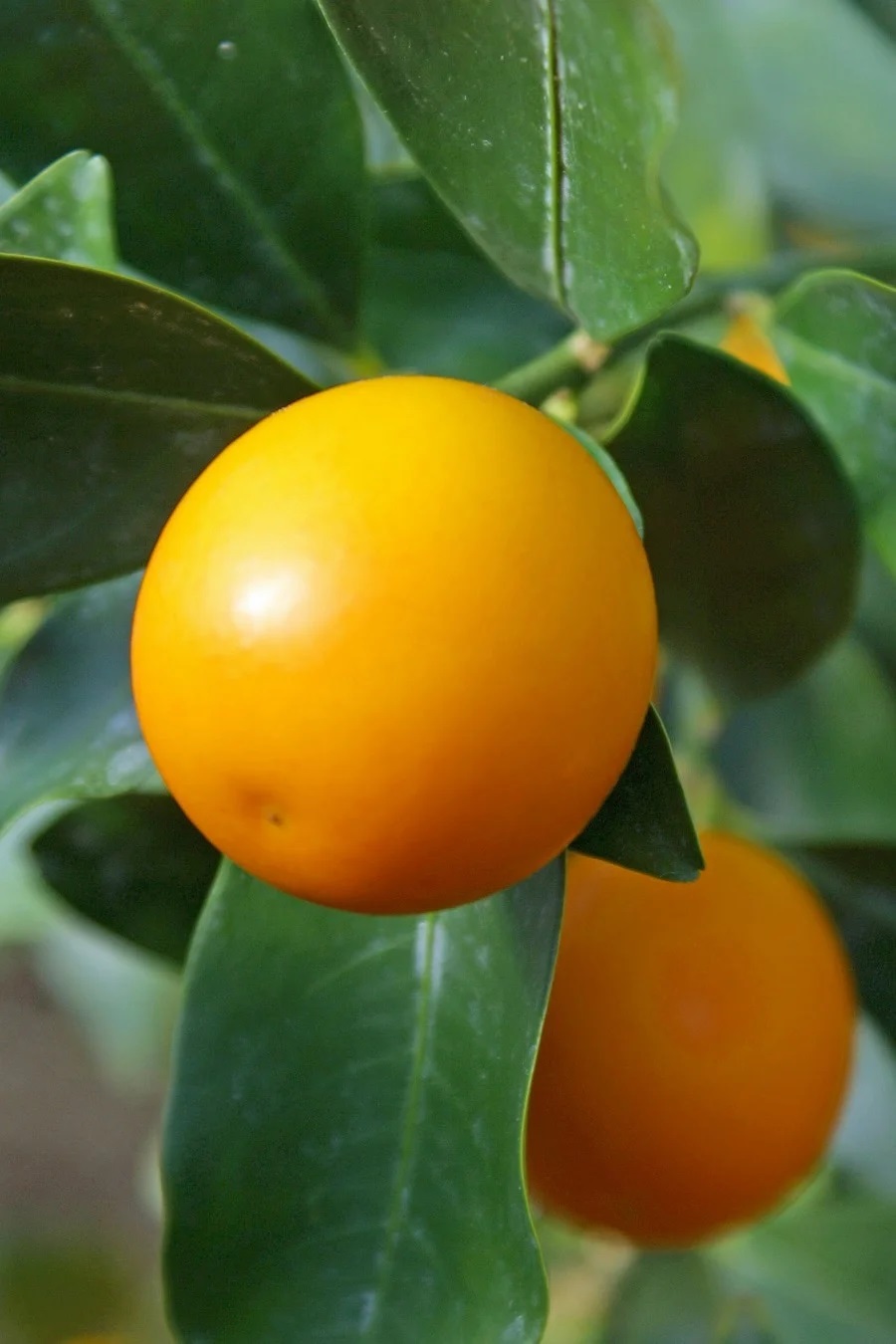 果实 (MAFF, Japan)