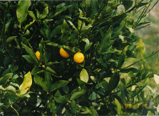 树体 (MAFF, Japan)