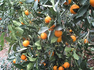 果实 (MAFF, Japan)