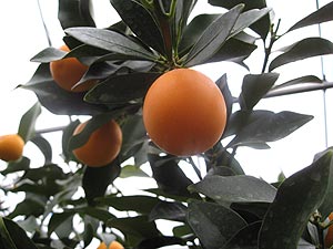 果实 (MAFF, Japan)