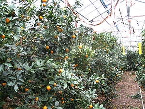 果实 (MAFF, Japan)