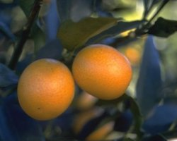 果实 (MAFF, Japan)