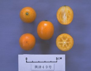 果实 (MAFF, Japan)