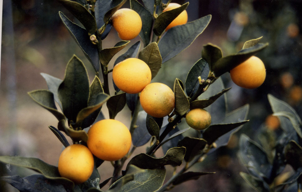 树体 (MAFF, Japan)