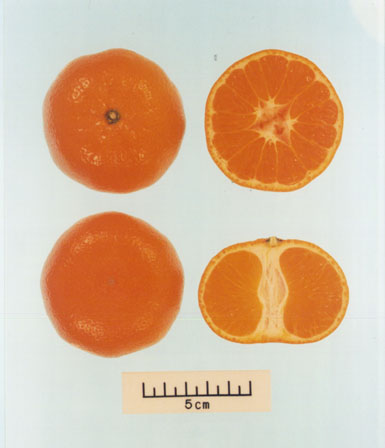 树体 (MAFF, Japan)